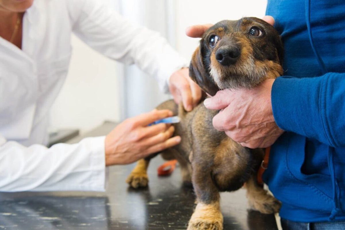 köpeklerde karma aşı yan etkileri